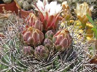 Gymnocalycium mostii valnicekianum JLcoll.2039.JPG